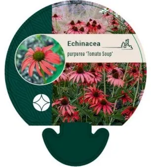 Třapatka nachová